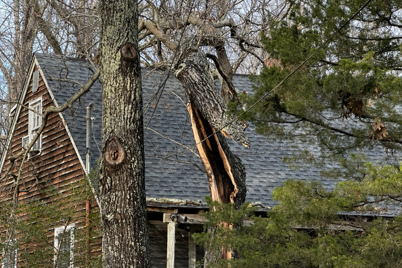 Emergency tree service in Burbank, CA